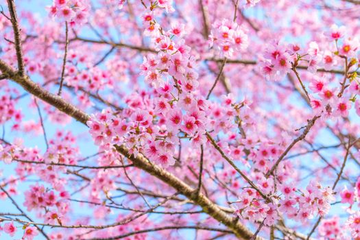 Sakura flowers blooming blossom in PhuLomLo Loei Province , Thailand