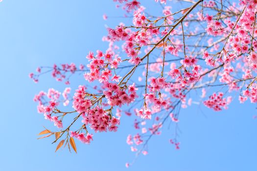 Sakura flowers blooming blossom in PhuLomLo Loei Province , Thailand