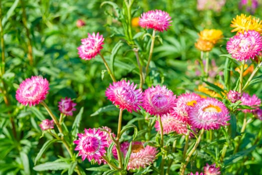 beautiful growing strawflowers in the garden