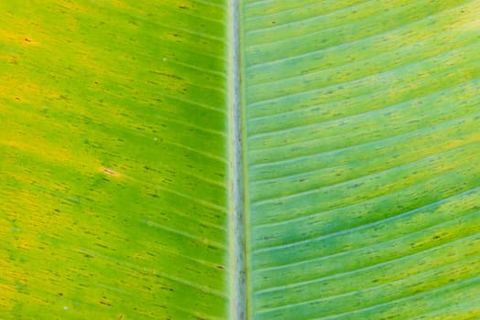 A banana leaf background with lines