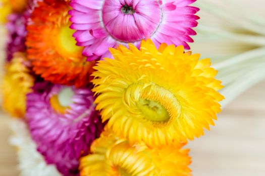 Beautiful strawflowers on wooden table