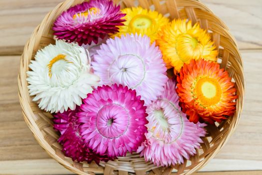 Beautiful strawflowers on wooden table