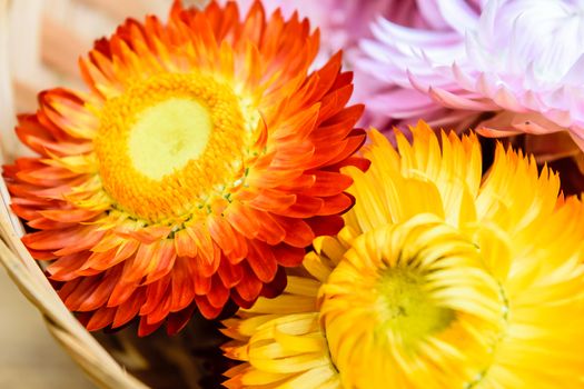 Beautiful strawflowers on wooden table