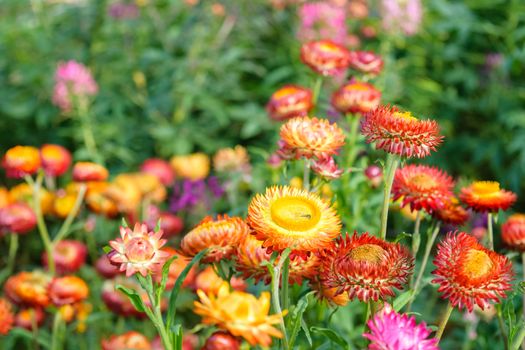 beautiful growing strawflowers in the garden