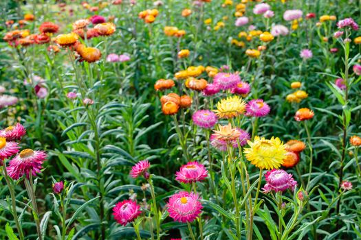 beautiful growing strawflowers in the garden