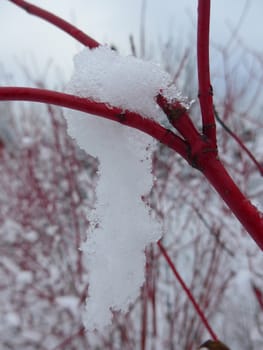 snow hanging from a branch of Cornus alba in the winter , red branches