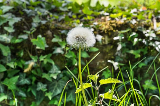 Closeup of dandelion with nettle and grass.