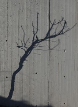 a shadow of a naked tree on a cement concrete background