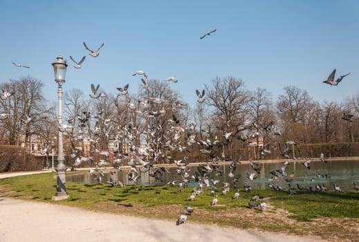 sunny day of early spring, little lake in park with many flying pigeons