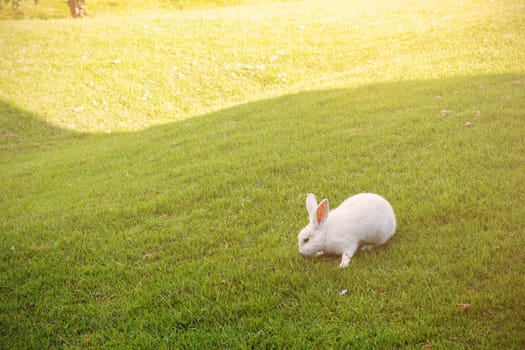 White Rabbit on grass in the park.