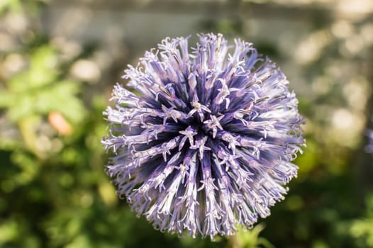 blue beautiful flower macro in green garden