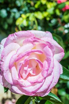 pink beautiful rose growing in the green garden