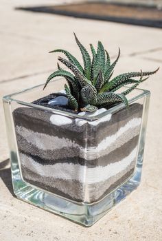 small green cactus in a glass pot outside