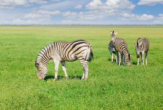 Several grazing Grevy's zebras in the spring steppe covered by grass and flowers in the nature reserve Askania-Nova
