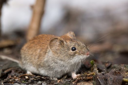 The photo shows a mouse in the snow