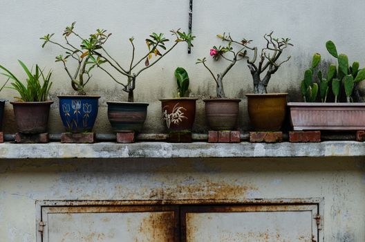 Plants, flowerpots, flowerbed the largest Buddhist temple in South East Asia: Kek Lok Si Malaysia