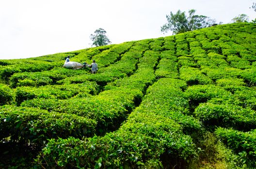 Tea plantations in Cameron Highlands, Malaysia. Green hills landscape