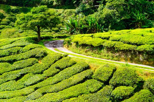 Tea plantations in Cameron Highlands, Malaysia. Green hills landscape