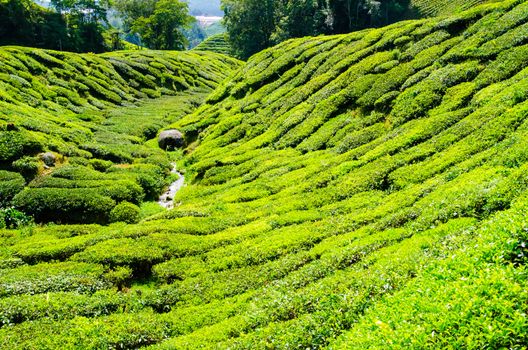 Tea plantations in Cameron Highlands, Malaysia. Green hills landscape