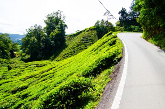 Tea plantations near the road in Cameron Highlands, Malaysia. Green hills landscape