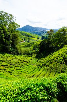 Tea plantations in Cameron Highlands, Malaysia. Green hills landscape