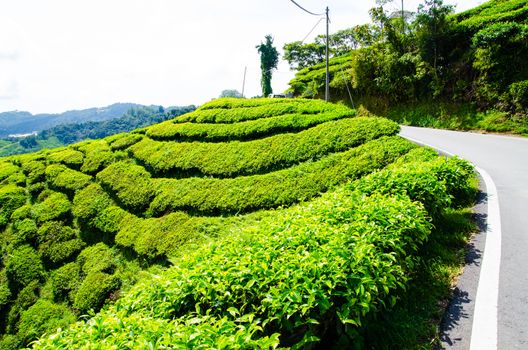 Tea plantations near the road in Cameron Highlands, Malaysia. Green hills landscape