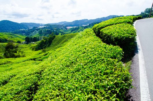 Tea plantations near the road in Cameron Highlands, Malaysia. Green hills landscape