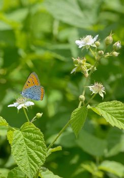 Orange butterfly on summer yellow flower