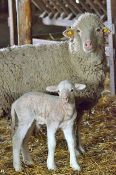 Young lamb and sheep in spring time