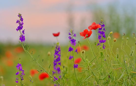 colorful flowers on field in summer