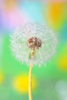 dandelion on colorful background in nature