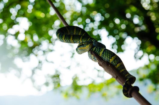 Tropidolaemus wagleri poisonous snake green yellow striped asian. Malaysia