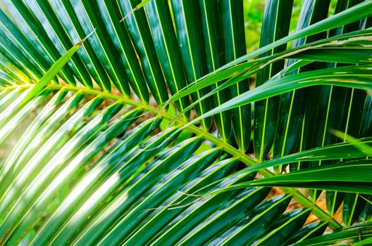 Fresh green exotic palm branch background. Malaysia