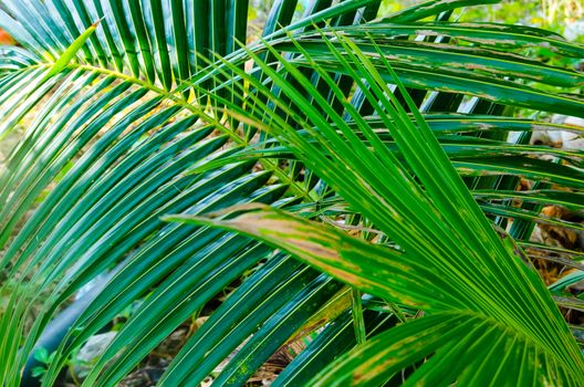 Fresh green exotic palm branch background. Malaysia