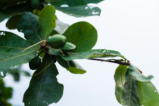 Fresh green exotic pistachio tree, branch background in the foreground. Malaysia