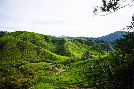 Tea plantations in Cameron Highlands, Malaysia. Green hills landscape