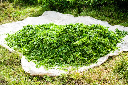 Leaves of tea lying on bag. Green plantations in Cameron Highlands, Malaysia