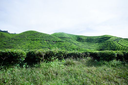 Tea plantations in Cameron Highlands, Malaysia. Green hills landscape