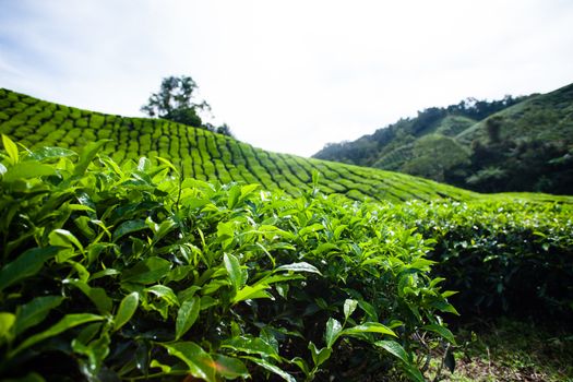 Tea plantations in Cameron Highlands, Malaysia. Green hills landscape