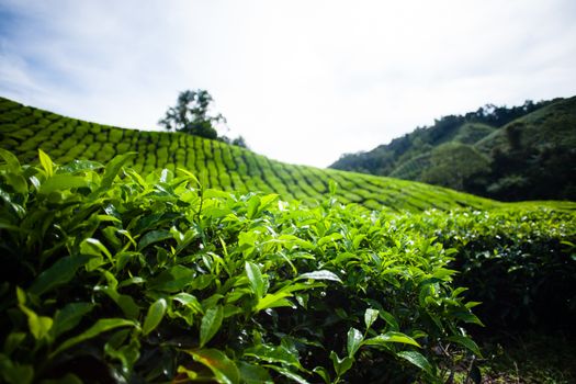 Tea plantations in Cameron Highlands, Malaysia. Green hills landscape