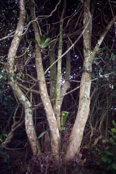 One branchy tree in the foreground. Green dark forest