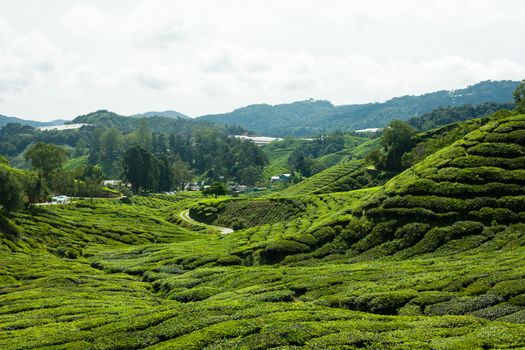 Tea plantations in Cameron Highlands, Malaysia. Green hills landscape