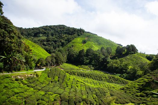 Tea plantations in Cameron Highlands, Malaysia. Green hills landscape