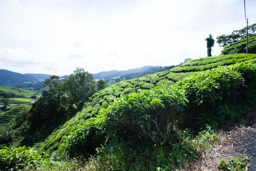 Tea plantations in Cameron Highlands, Malaysia. Green hills landscape