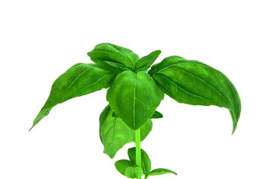 Studio shot of fresh green basil herb leaves isolated on white background
