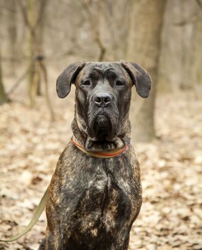 Cane Corso dog portrait close up in autumn forest