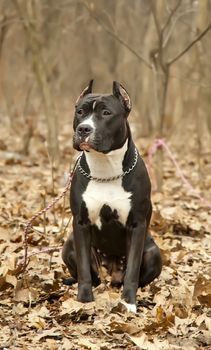 Staffordshire bull terrier sitting in autumn forest close up