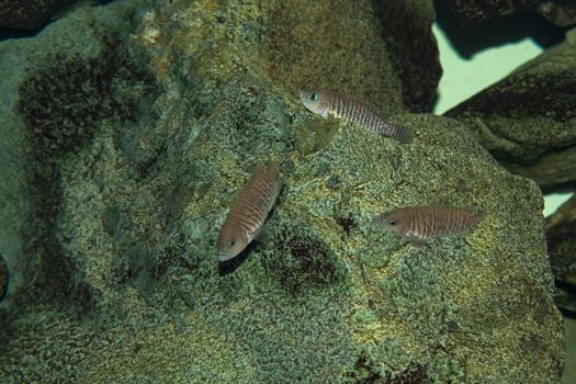 Underwater view, fish in the sea