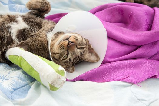 cat wearing a Elizabethan collar and Cat leg splint sleeping on fabric.