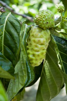 some noni fruit on the tree